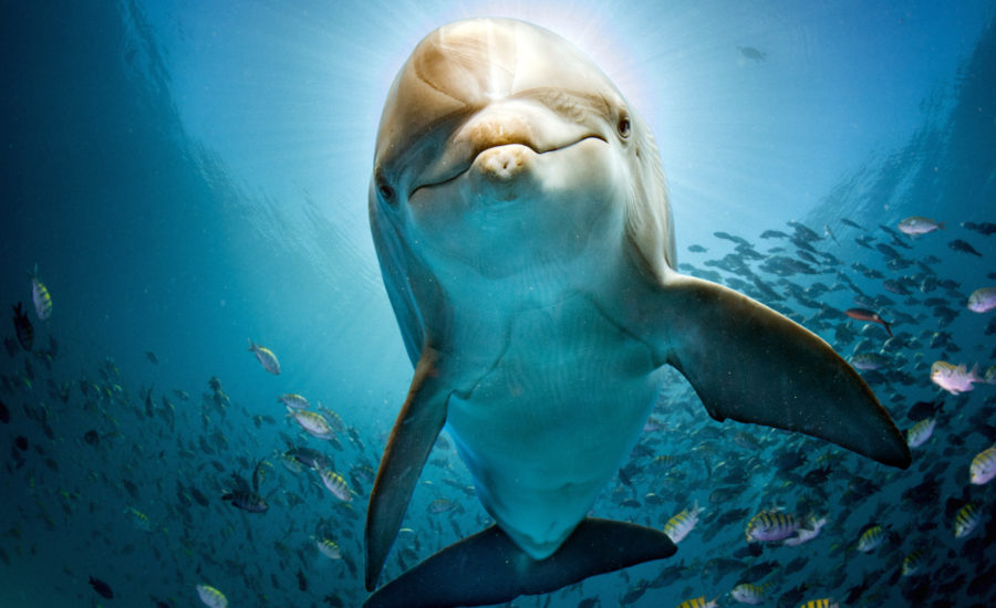 dolphin underwater on reef background looking at you